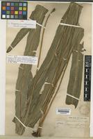 Type of Campyloneurum multipunctatum (H.Christ) Lellinger [family POLYPODIACEAE]