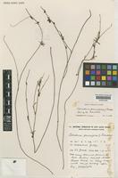 Holotype of Tetratheca paucifolia J.Thompson [family TREMANDRACEAE]