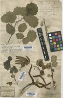 Populus tremula L. [family SALICACEAE]