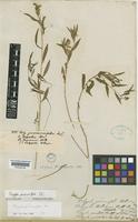 Polygala persicariifolia DC. [family POLYGALACEAE]