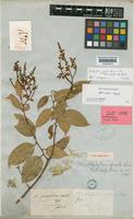 Xanthophyllum griffithii Hook.f. ex A.W.Benn. [family POLYGALACEAE]