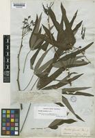 Manihot esculenta Crantz [family EUPHORBIACEAE]