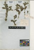 Acalypha claussenii (Turcz.) Müll.Arg. [family EUPHORBIACEAE]