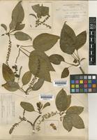 Phytolacca dioica L. [family PHYTOLACCACEAE]