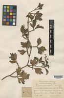 Type of Cissus cornifolia (Baker) Planch. [family VITACEAE]