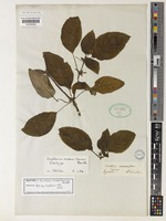 Isotype of Diastema racemiferum Benth. [family GESNERIACEAE]