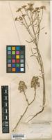 Iberis intermedia Guersent [family CRUCIFERAE]