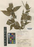 Isotype of Cyclea elegans King [family MENISPERMACEAE]