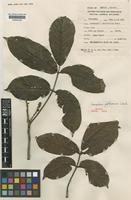 Isotype of Canarium perlisanum Leenh. [family BURSERACEAE]