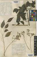 Melia azedarach L. [family MELIACEAE]