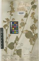 Abutilon pannosum (G. Forst.) Schltdl. [family MALVACEAE]