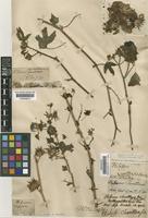 Hibiscus surattensis L. [family MALVACEAE]