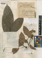 Dipterocarpus pachyphyllus Meijer [family DIPTEROCARPACEAE]