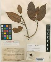 Isotype of Dipterocarpus eurhynchus Miq. [family DIPTEROCARPACEAE]