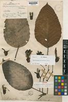 Syntype of Dipterocarpus mottleyanus Hook.f. [family DIPTEROCARPACEAE]