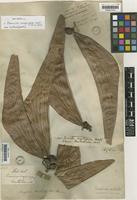 Isolectotype of Sterculia scaphigera Wall. ex G. Don [family STERCULIACEAE]