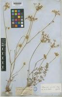 Daucus crinitus Desf. var. comosus [family UMBELLIFERAE]