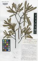 Isotype of Tasmannia glaucifolia J.B.Williams [family WINTERACEAE]