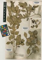 Chionanthus foveolatus (E.Mey.) Stearn subsp. tomentellus (Verd.) Stearn [family OLEACEAE]