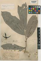 Paratype of Polyalthia lateritia J.Sinclair [family ANNONACEAE]