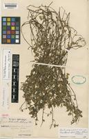 Isotype of Oxalis trichocaulon [levl] [family OXALIDACEAE]