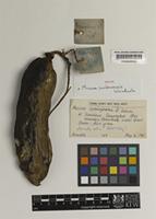 Isotype of Mucuna sumbawensis Wiridinata [family LEGUMINOSAE-PAPILIONOIDEAE]