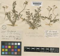 Sisymbrium pakistanicum Jafri [family CRUCIFERAE]