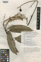 Holotype of Mangifera lambii Kostermans [family ANACARDIACEAE]