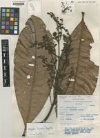 Type of Mangifera decandra Ding Hou [family ANACARDIACEAE]