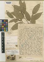 Type of Vatica shingkeng Dunn [family DIPTEROCARPACEAE]