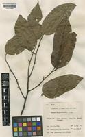 Hopea dasyrrhachis Slooten [family DIPTEROCARPACEAE]