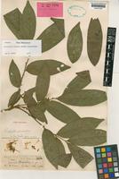 Holotype of Harpullia tomentosa Ridl. [family SAPINDACEAE]
