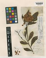 topo of Dodonaea viscosa Jacq. var. minor Sherff [family SAPINDACEAE]