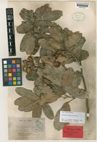 Isolectotype of Arytera chartacea Radlk. [family SAPINDACEAE]