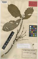 Syntype of Cupaniopsis oxypetala Radlk. [family SAPINDACEAE]