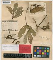 Isotype of Cupaniopsis hypodermatica Radlk. [family SAPINDACEAE]