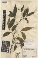 Isolectotype of Guioa subsericea Radlk. [family SAPINDACEAE]