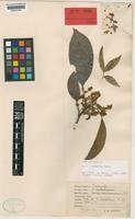 Isotype of Nephelium winterianum F.M.Bailey [family SAPINDACEAE]