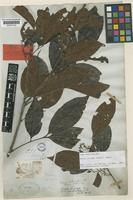 Holotype of Cupania pleuropteris Blume var. bijuga Hiern [family SAPINDACEAE]