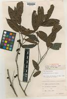 Isolectotype of Guioa patentinervis Radlk. [family SAPINDACEAE]