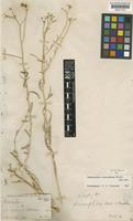Haplophyllum tuberculatum (Forssk.) A. Juss. [family RUTACEAE]