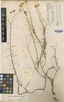 Haplophyllum tuberculatum (Forssk.) A. Juss. [family RUTACEAE]