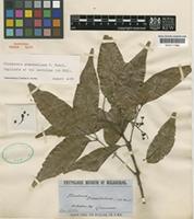 Lectotype of Flindersia pimenteliana F.Muell. [family RUTACEAE]