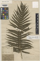 Isotype of Cyathea lepifera (J.Sm.) Copel. [family CYATHEACEAE]