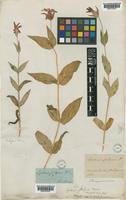 Type of Lychnis fulgens Fisch. [family CARYOPHYLLACEAE]