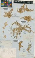 Stellaria decipiens Hook.f. [family CARYOPHYLLACEAE]