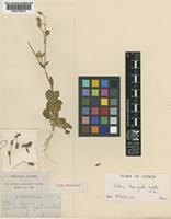 Type of Silene laevigata Sib & Sm [family CARYOPHYLLACEAE]