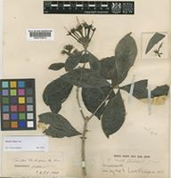 Isotype of Pavetta phillipsiae S.Moore [family RUBIACEAE]