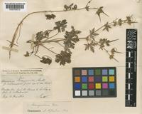 Geranium lanuginosum Lam. [family GERANIACEAE]