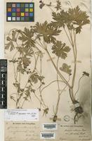 Type of Geranium collinum Stephan ex Willd. var. grandulosum Ledeb. [family GERANIACEAE]